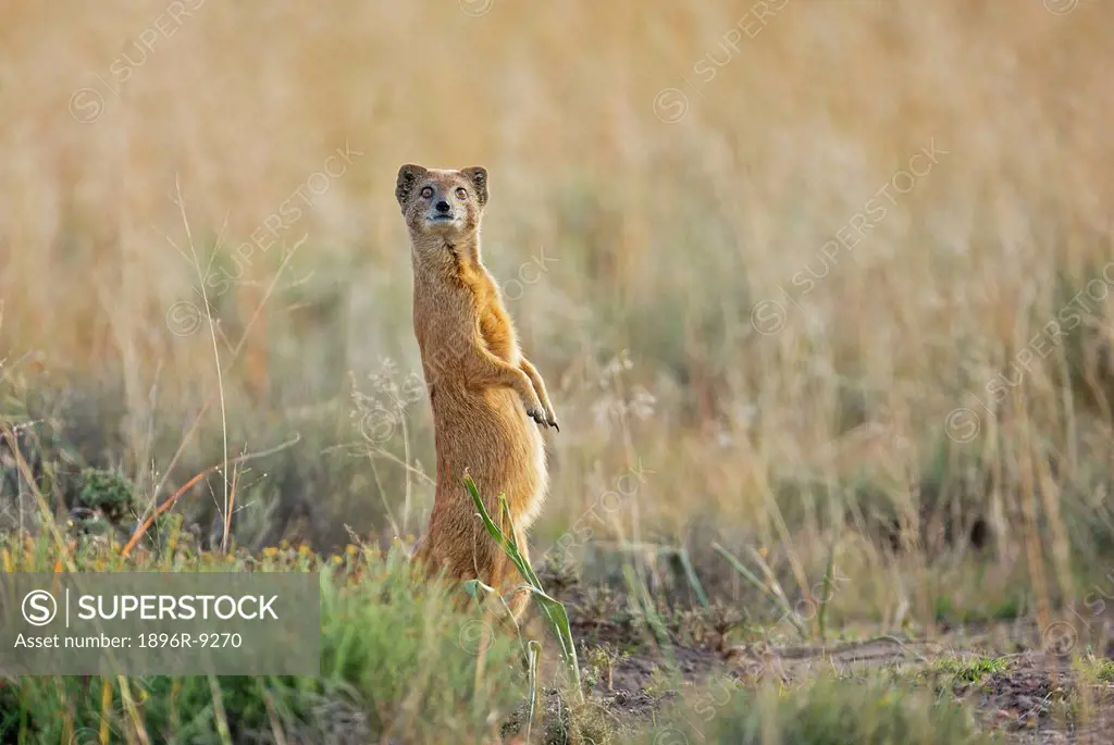 Yellow Mongoose Cynictis penicillata looks out for danger, Mountain Zebra National Park, Eastern Cape Province, South Africa