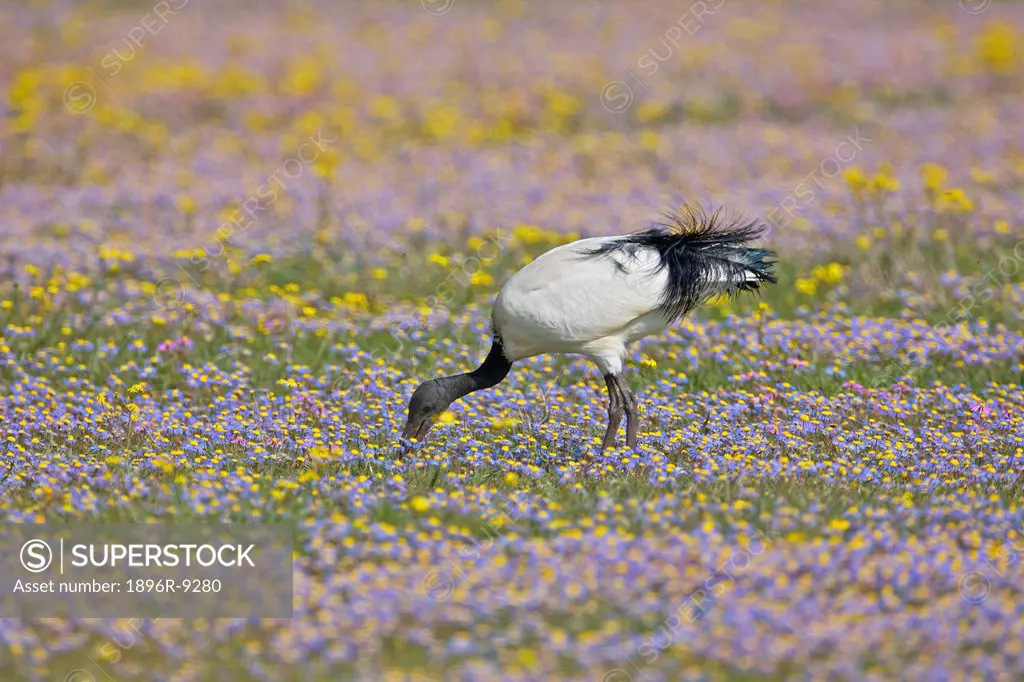 African Sacred Ibis Threskiornis aethiopicus foraging for insects in field of flowers, near Nieuwoudtville, Northern Cape Province, South Africa