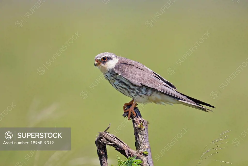 Amur Falcon Falco amurensis perching on branch, Mkambathi Game Reserve, Transkei Coast, Eastern Cape Province, South Africa