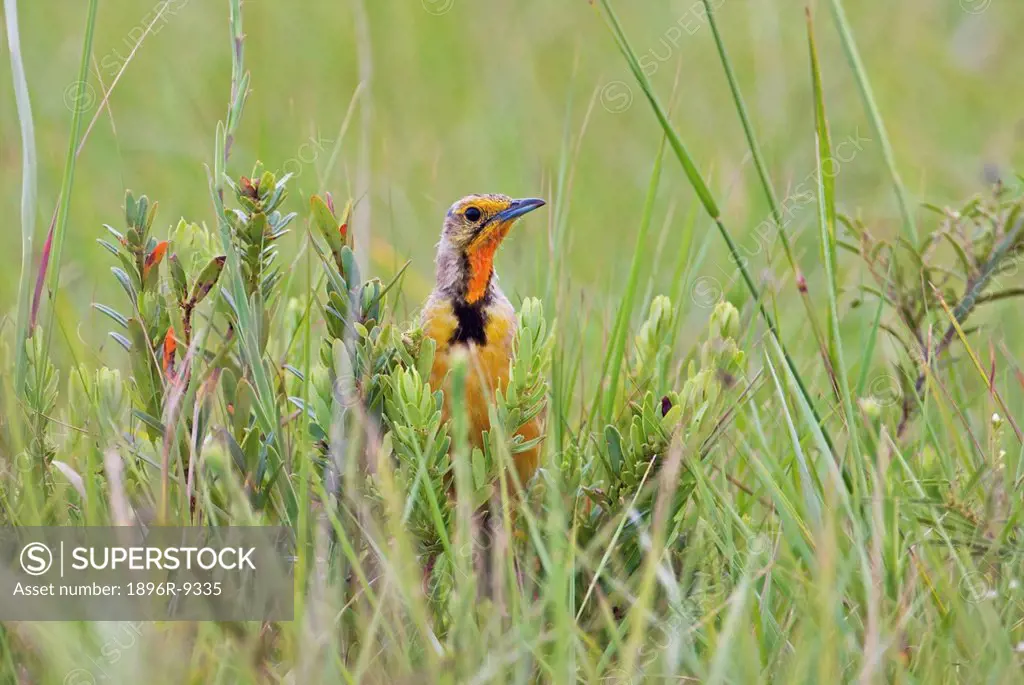 Cape Longclaw Macronyx capensis hiding in grass, Mkambathi Game Reserve, Transkei Coast, Eastern Cape Province, South Africa