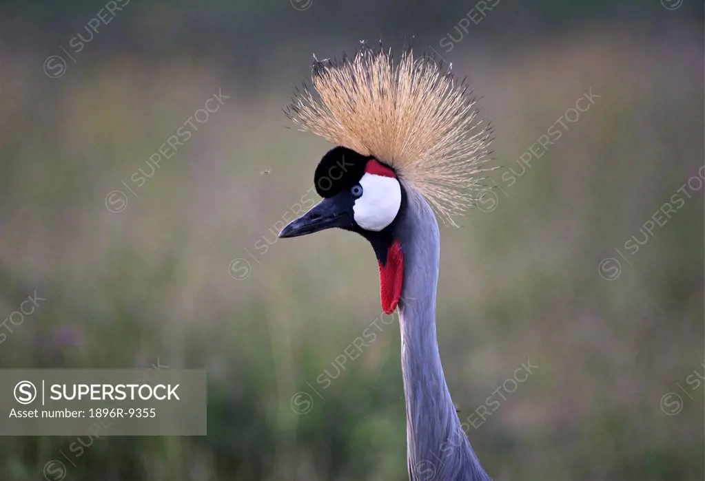 Crowned Crane Balearica regulorum, Ndutu Marsh, Serengeti, Tanzania