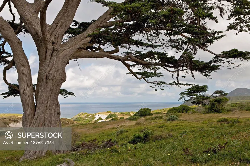 Mediterranean pine tree in Cape Point Nature Reserve, Western Cape Province, South Africa