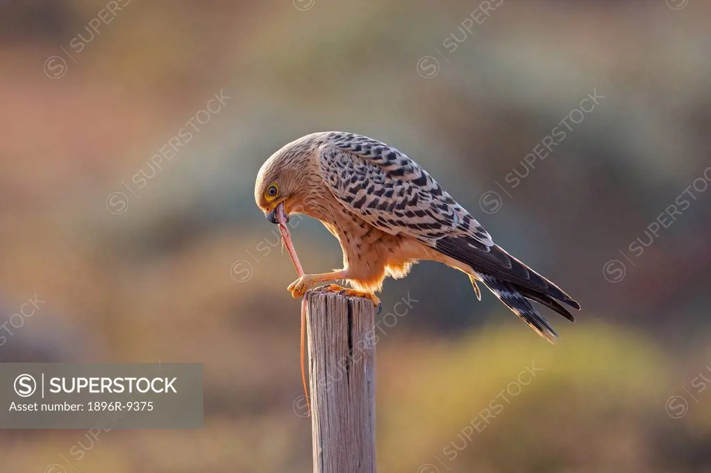Common Kestrel Falco tinnunculus devouring lizard, near Nieuwoudtville, Northern Cape Province, South Africa