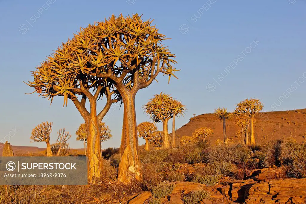 Stand of Baobab trees in late afternoon sun, near Nieuwoudtville, Northern Cape Province, South Africa