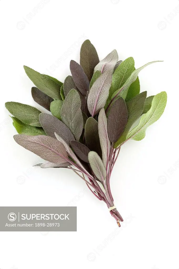 A bunch of purple sage on a white background.