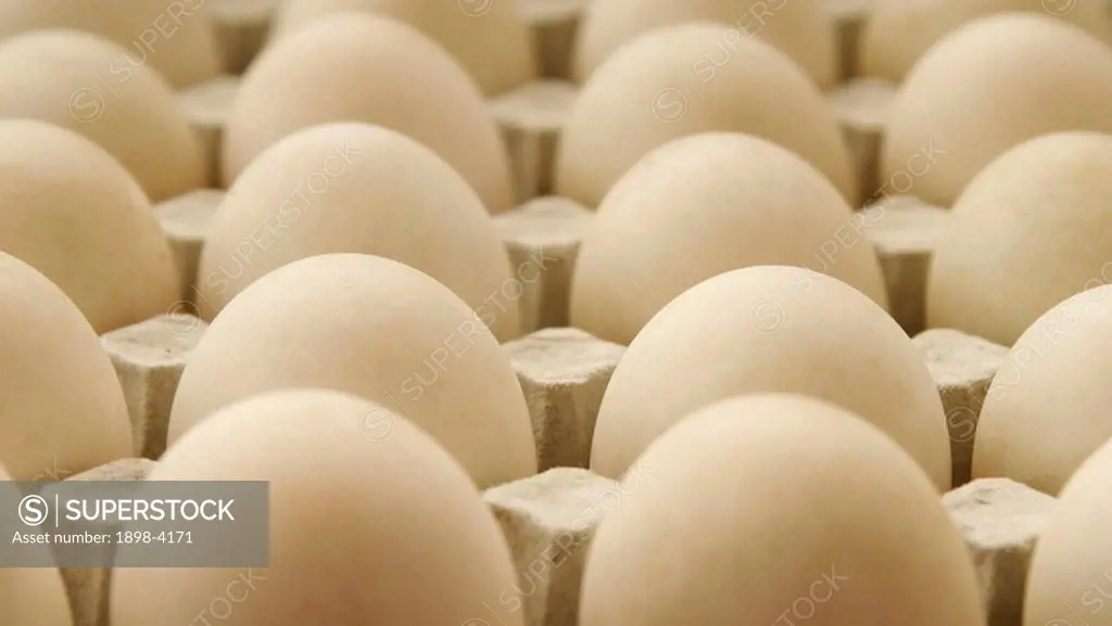 Free range duck eggs in tray