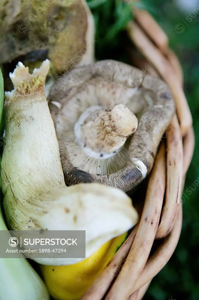 Mushrooms in Basket