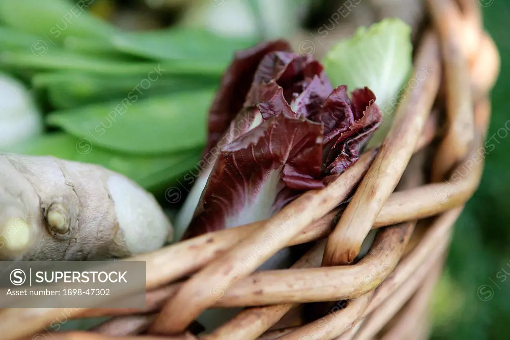 Fresh Vegetables in Basket