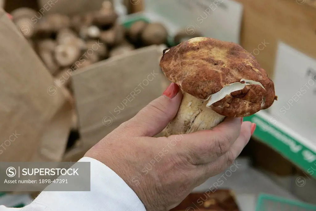 Mushroom at Farmers Market