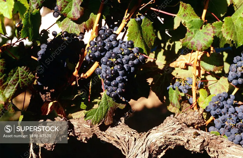 Bunch of Grapes and Vine at a vineyard in South Africa