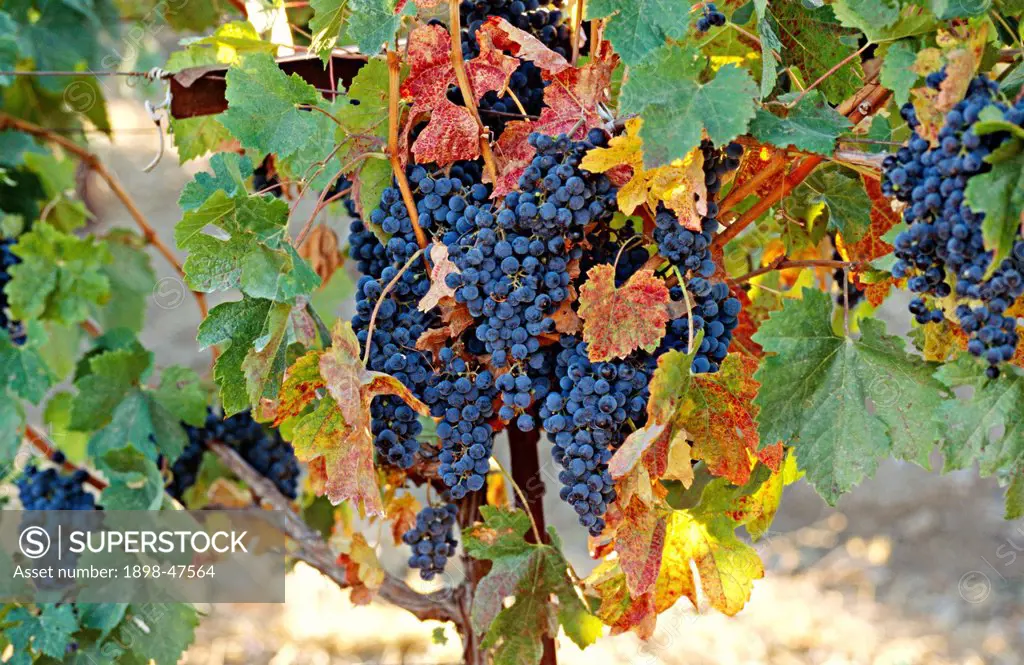 Bunches of Grapes hanging in Napa Valley, California, North America