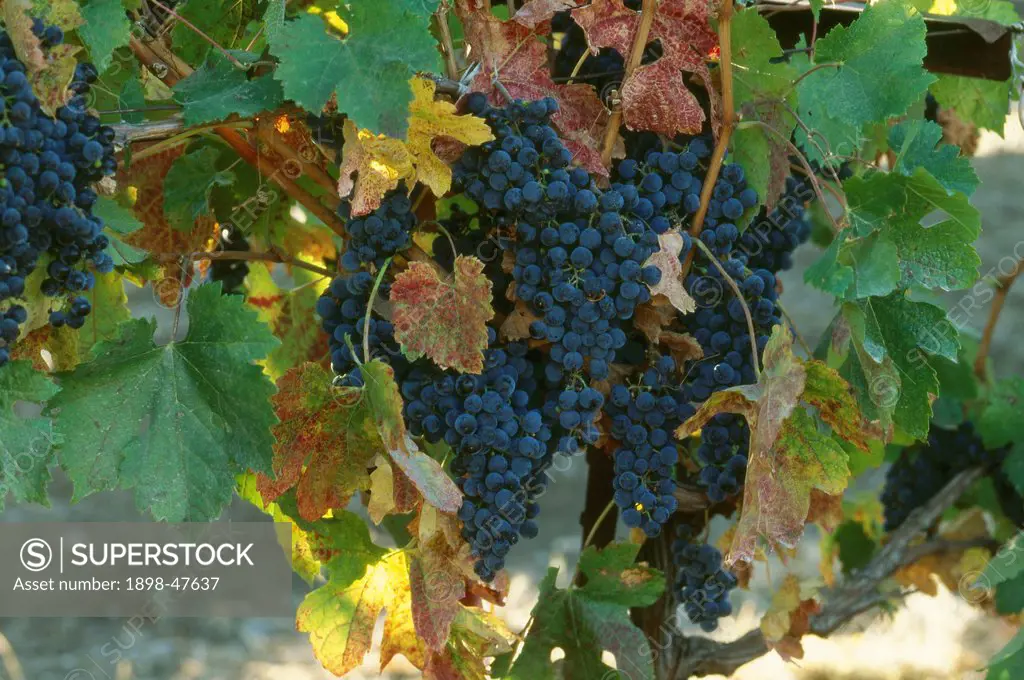 Red Grapes on vine