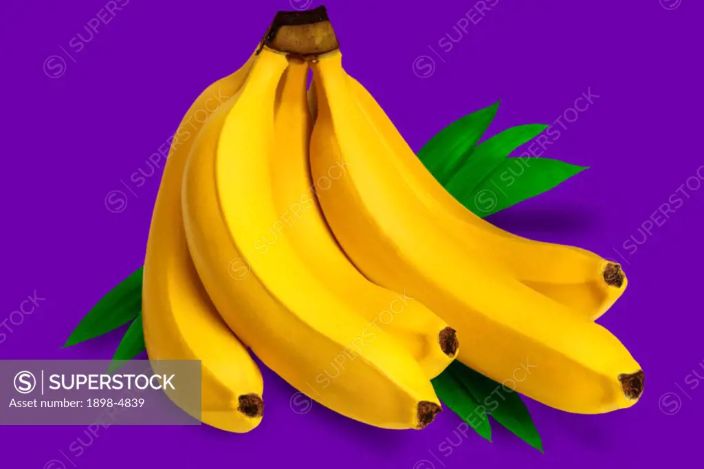 Bunch of bananas on purple