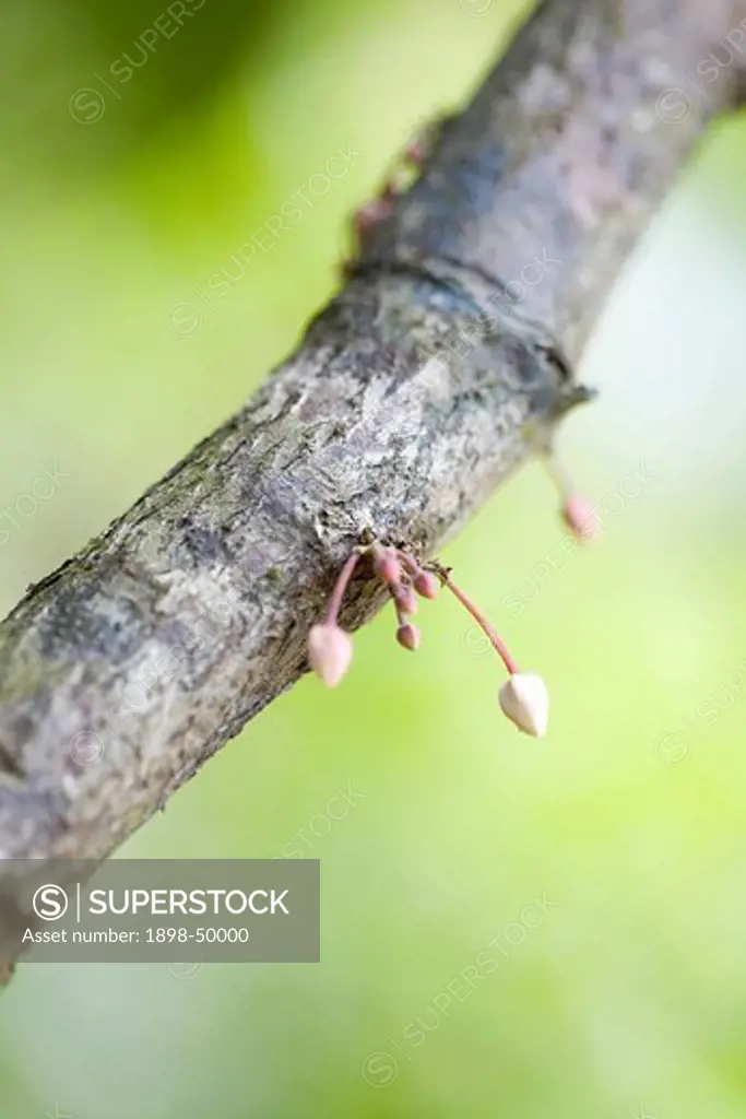 Flower of Cocoa Pod