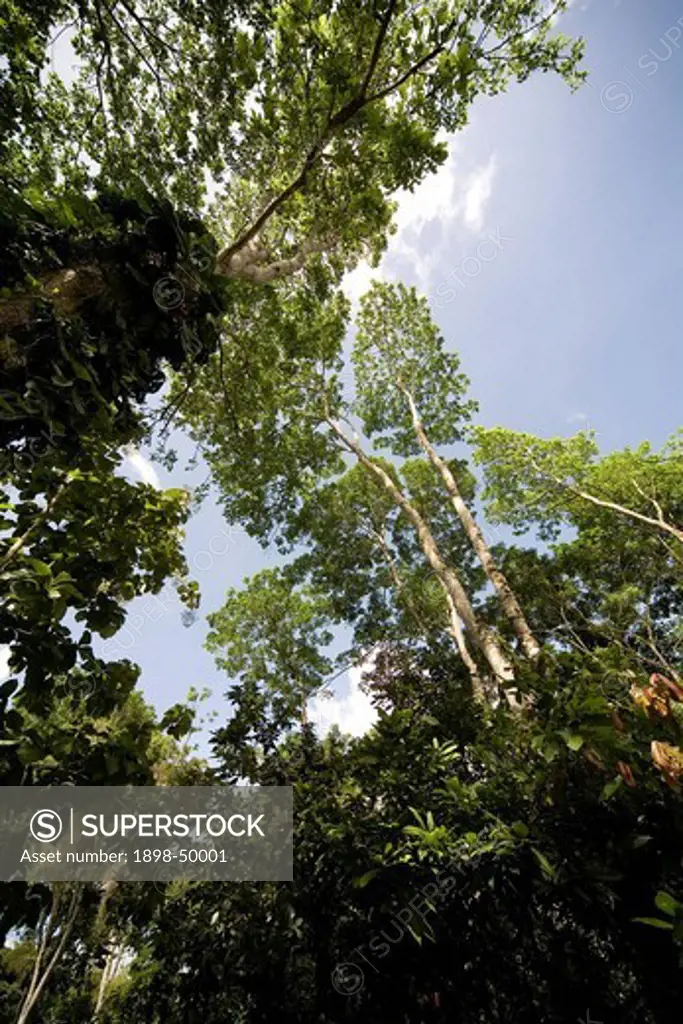 Tree Line on Cocoa Plantation_ tall trees shelter cocoa trees
