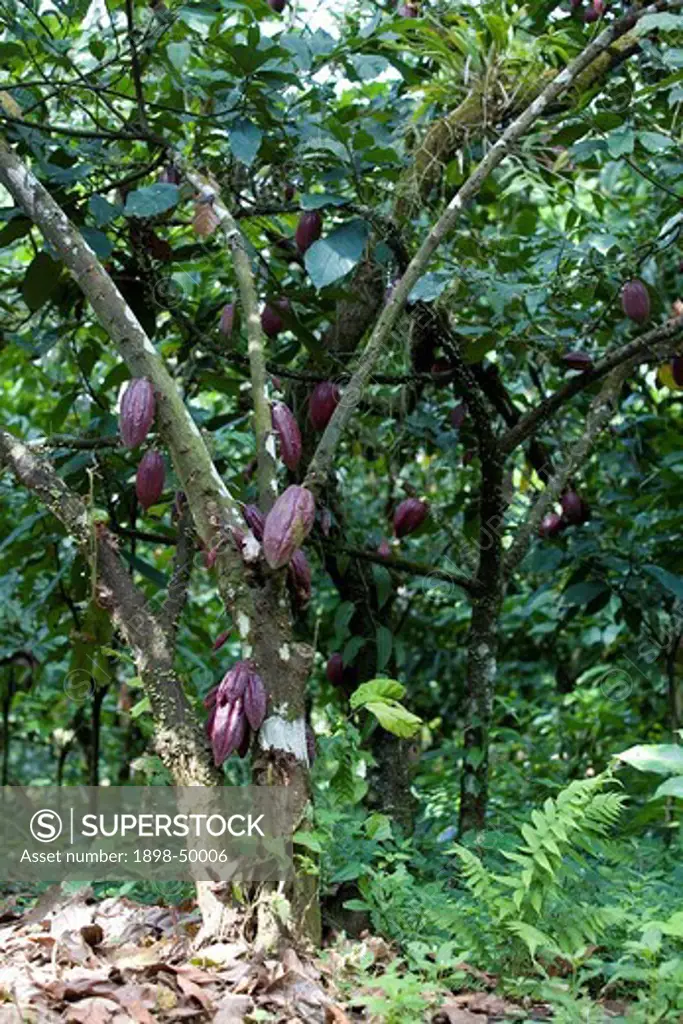 Cocoa Pods on Cocoa Tree, Trinidad, West Indies