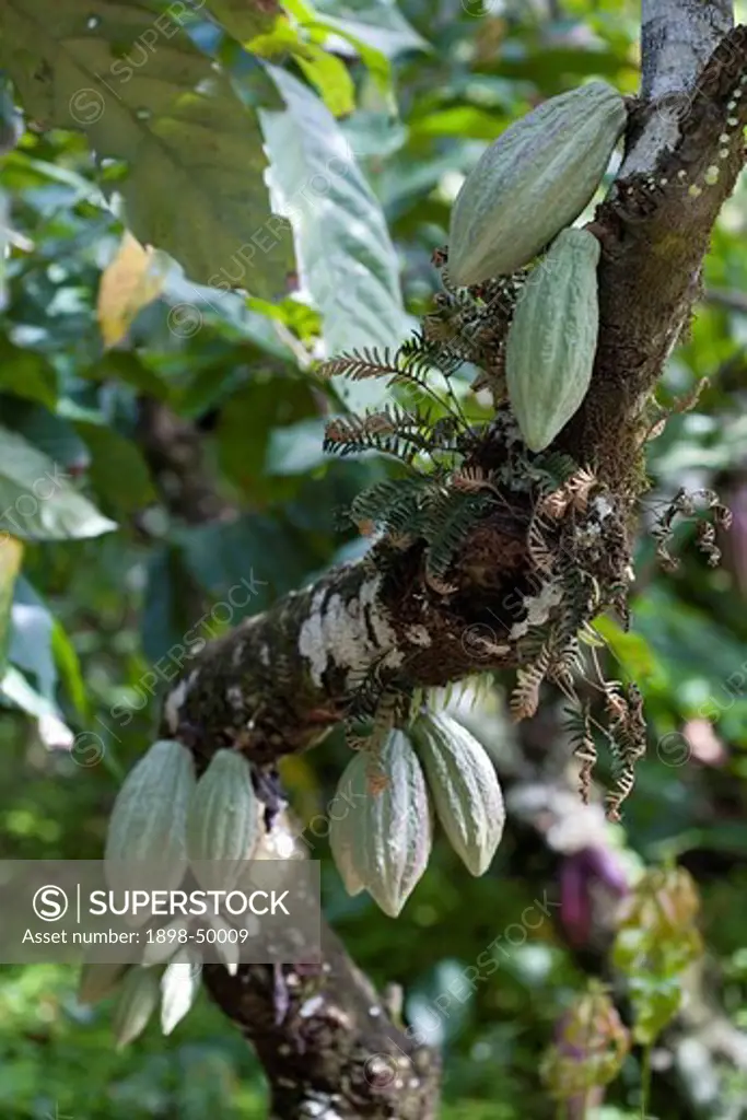 Cocoa Pods on Tree, Trinidad, West Indies
