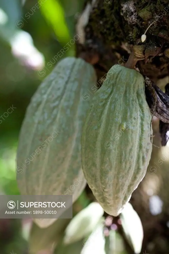 Green Cocoa Pods on Cocoa Tree, Trinidad, West Indies
