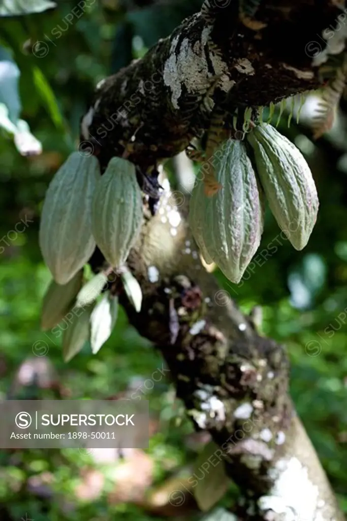 Green Cocoa Pods, Trinidad, West Indies