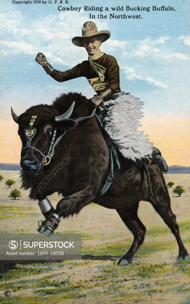 Cowboy Riding a Wild Bucking Buffalo, In the Northwest Postcard. ca. 1910-1913, Cowboy Riding a Wild Bucking Buffalo, In the Northwest Postcard 