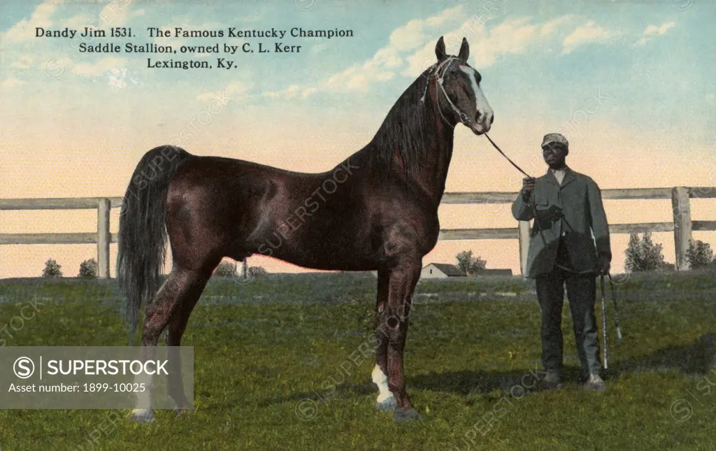 Postcard of Champion Saddle Stallion. ca. 1913, A groom holds Dandy Jim 1531, a famous Kentucky champion saddle stallion. Dandy Jim is owned by C.L. Kerr of Lexington, Kentucky. 