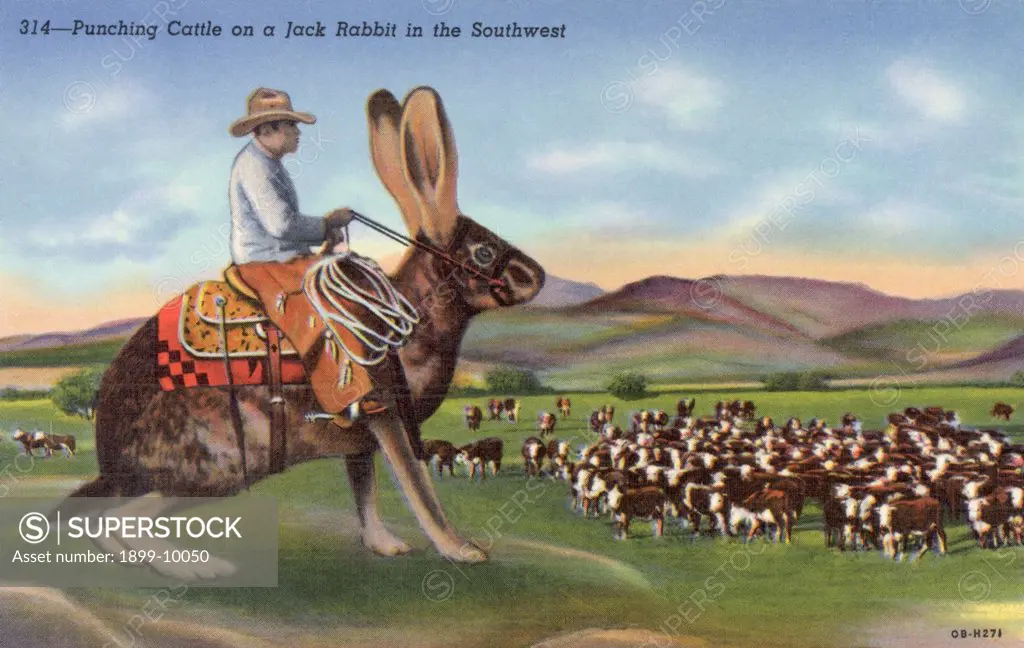 Punching Cattle on a Jack Rabbit in the Southwest Postcard. ca. 1940, Punching Cattle on a Jack Rabbit in the Southwest Postcard 
