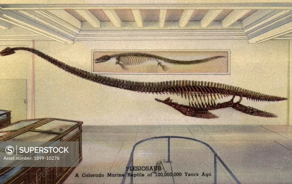 Plesiosaur Skeleton in a Museum. ca. 1951, Denver, Colorado, USA, PLESIOSAUR. A Colorado Marine Reptile of 100,000,000 Years Ago. THE DENVER MUSEUM of NATURAL HISTORY Denver's Municipal Museum. PLESIOSAUR IN GEOLOGICAL HALL 