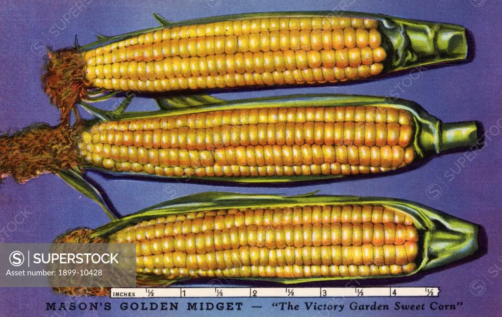 Advertisement for Corn. ca. 1943, New York, New York, USA, MASON'S GOLDEN MIDGET-'The Victory Garden Sweet Corn'. Space will not suffice for us to fully describe the all around goodness and practicality of this most outstanding variety of Sweet Corn for the home garden. Maturing in 56 days the miniature plants rarely exceed a height of 3 1/2 feet, and can be planted as close as 6 inches apart, the rows 18 to 24 inches apart for cultivation. Each plant produces 3 to 5 perfect ears of the sweetest