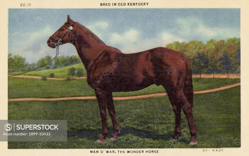 Postcard of Man O' War. ca. 1933, BRED IN OLD KENTUCKY. MAN O' WAR, THE WONDER HORSE. Kentucky, The Blue Grass State. The breeding place of the country's finest Race Horses-notably 'Man O'War, 'The Wonder Horse, an all-time record winner. Today the sire of many of the best racers, chiefly 'War Admiral', who won the Kentucky Derby, Preakness and Belmont Stakes in 1937. 