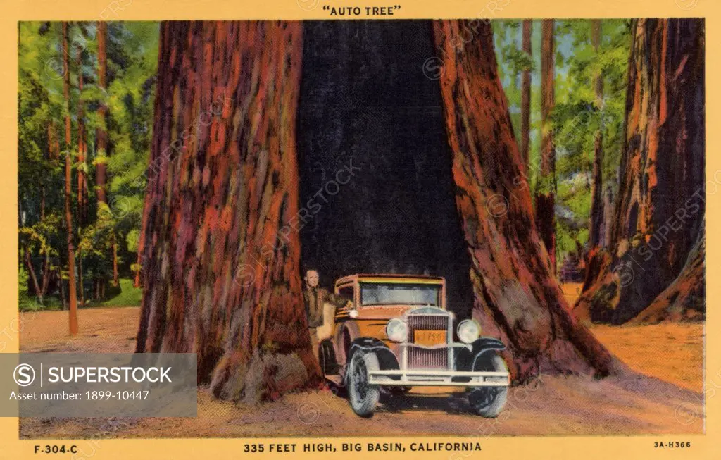 Car Passing Through Base of Giant Tree. ca. 1933, California, USA, 'AUTO TREE' 335 FEET HIGH, BIG BASIN, CALIFORNIA. A tree with the base burned out, 300 years ago. It is 330 feet high and 25 feet in diameter. 