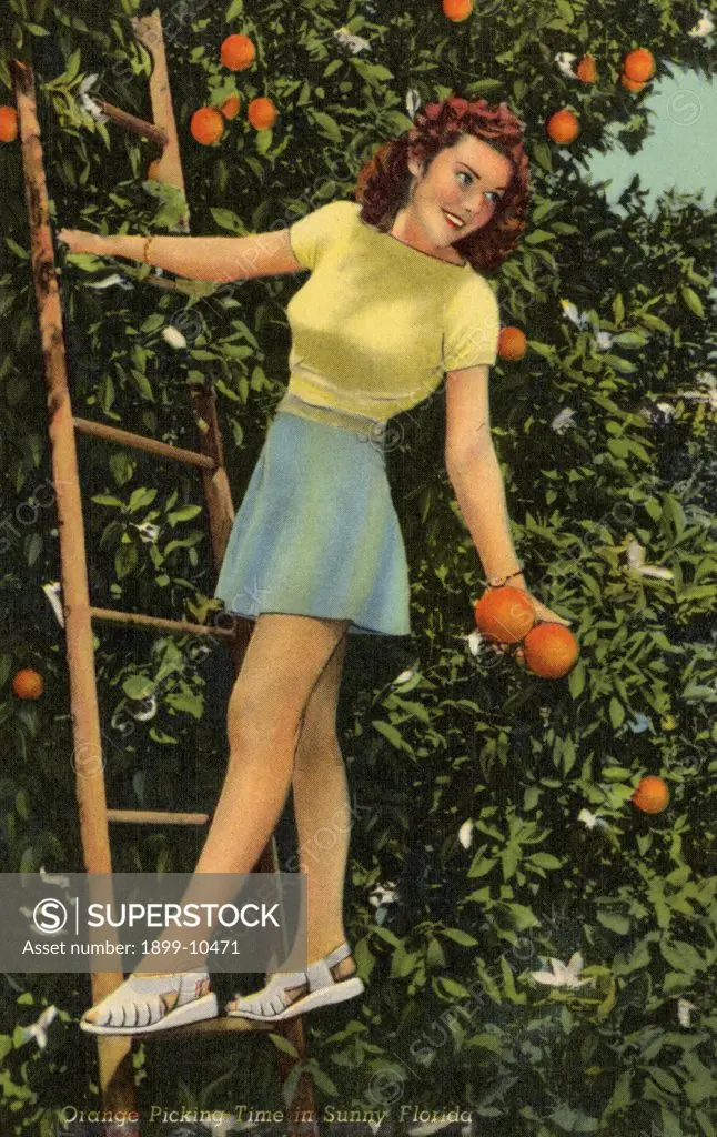 Postcard of Young Woman Picking Florida Oranges. ca. 1946, Orange Picking Time in Sunny Florida 