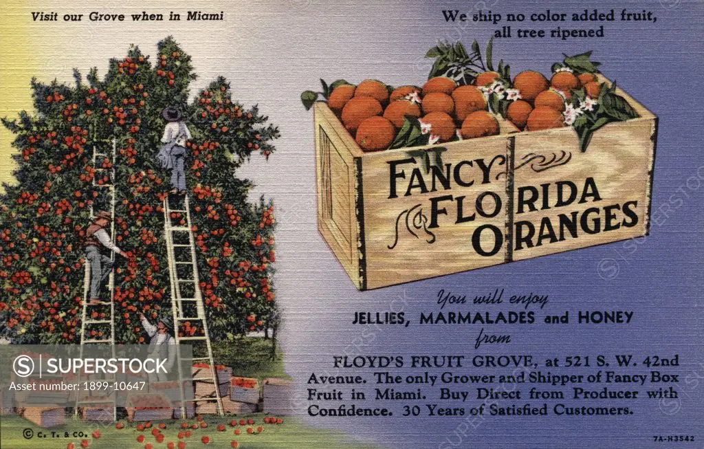 Advertisement for Fancy Florida Oranges. ca. 1937, Miami, Florida, USA, Visit our Grove when in Miami. 