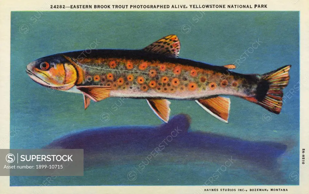 Eastern Brook Trout. ca. 1935, Yellowstone National Park, Wyoming, USA, 24282--EASTERN BROOK TROUT PHOTOGRAPHED ALIVE, YELLOWSTONE NATIONAL PARK Fishermen in the park catch the Eastern Brook Trout, Rainbows, Mackinaws, Cut-throats (Native Trout), and several other species of game fish. The farther one leaves the travelled routes the better is the fishing. 