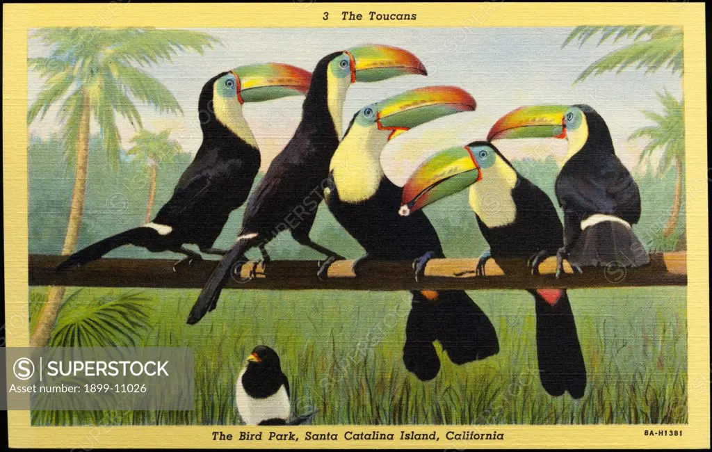 Toucans at a Bird Park. ca. 1938, Santa Catalina Island, California, USA, 3 The Toucans. The Bird Park, Santa Catalina Island, California. THE SULPHUR-BREASTED TOUCAN, AN ALICE IN WONDERLAND BIRD. A native of the Southern American jungles, the toucan has a bill as large as his body camouflaged in the colors of the rainbow. The toucan is one of the most colorful and weird birds in the Santa Catalina Island Bird Park. His food consists of fruit and insects. 