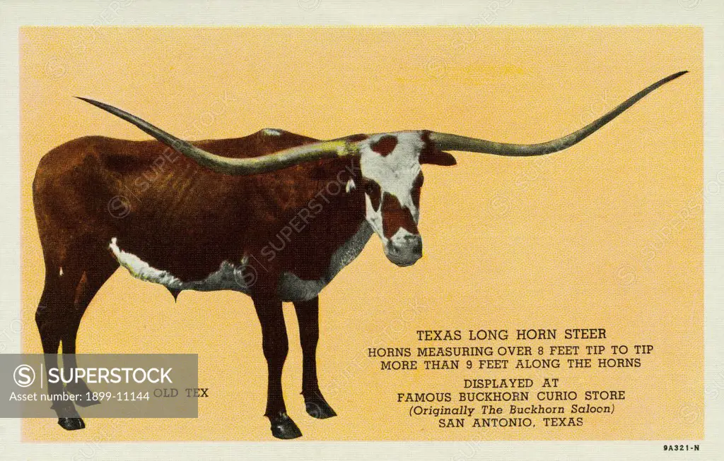 Texas Longhorn. ca. 1939, San Antonio, Texas, USA, OLD 'TEX,' the best known specimen of that hardy race of cattle, the famous TEXAS-LONGHORN, escaped the early day cowboys who herded and drove them to distant railroad shipping points. He roamed the prairies of Southwest Texas to an undetermined age and is now full body mounted as shown and stands as one of outstanding exhibits in the Buckhorn Curio Store Museum, originally the Famous Buckhorn Bar in San Antonio, Texas. 