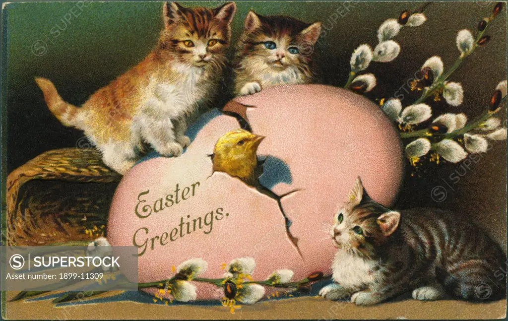 Chick and Cats in Easter Greeting. ca. 1899-1915, Easter Greeting 