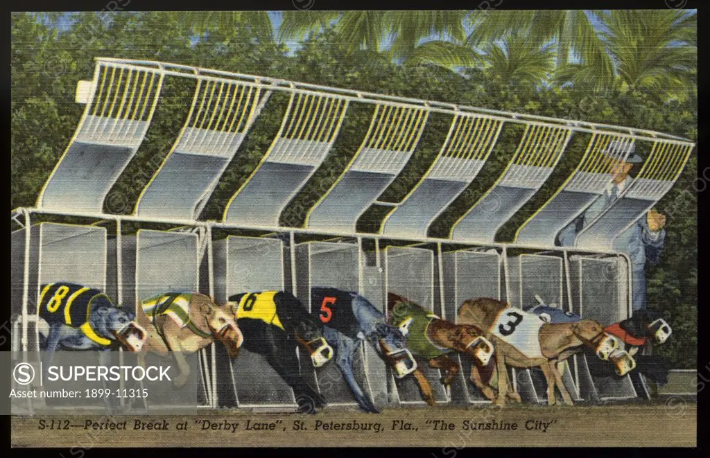 Start of a Greyhound Dog Race. ca. 1949, Saint Petersburg, Florida, USA, Release of starting gate sends group of greyhound stars away to a perfect start in one of the feature races at 'Derby Lane,' home of historic St. Petersburg Kennel Club. Recognized as the world's oldest greyhound track, it is one of the major sports attractions in the Sunshine City. 