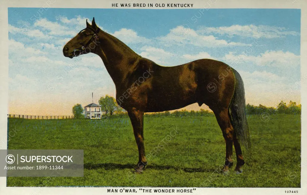 Postcard of Man O' War. ca. 1925, MAN O'WAR. THE RACE HORSE MARVEL OF AMERICA ran one mile in 1:35, 4-5, mile and one eighth in 1:49, 1-5, mile and three eighths in 2:14, 1-5, mile and one half in 2:28, 4-5, mile and five eighths in 240, 4-5, won in two years $249,465. Owned by Samuel D. Riddle, Glen Riddle, Pa. 