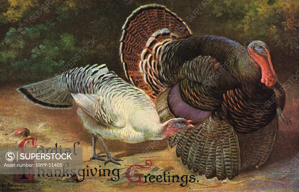 Postcard of Turkeys. ca. 1899-1915, Cordial Thanksgiving Greetings. 