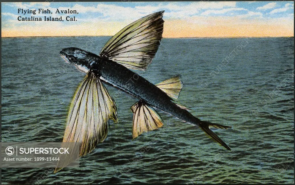 Postcard of Flying Fish. ca. 1915, Flying Fish, Avalon, Catalina Island, Cal. 