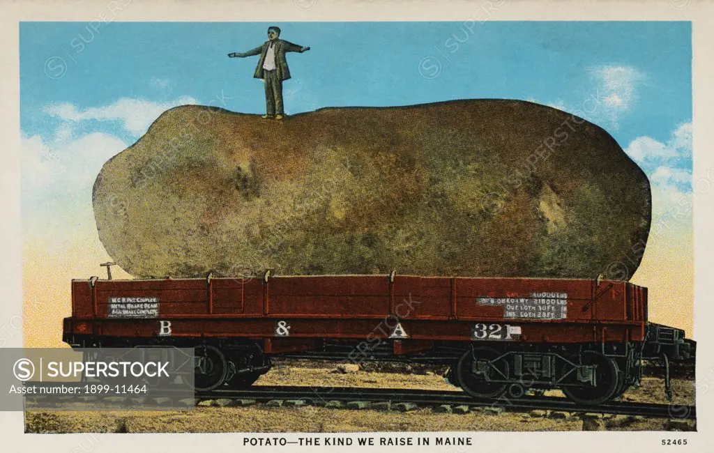 Postcard of a Giant Potato. ca. 1914, POTATO-THE KIND WE RAISE IN MAINE 