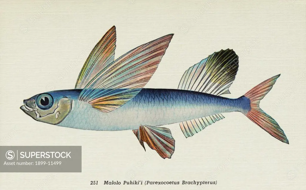 Postcard of Parexocoetus Brachypterus Fish. ca. 1914, 251. Malolo Puhiki'i (Parexocoetus Brachypterus). FISHES OF HAWAII. The Aquarium at Waikiki, Honolulu, claims the rarest and most beautiful fish in the world. They are odd in shape having all the hues of the rainbow with the tints laid on as if with the brush. No painter can imitate them nor language do them justice. Words are inadequate to accurately portray these exquisite colors and weird shapes. 
