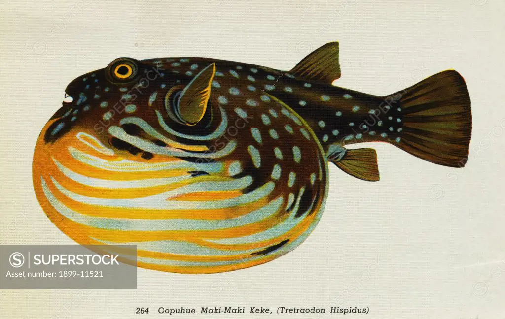 Postcard of Tretraodon hispidus Fish. ca. 1916, 264. Oopuhue Maki-Maki Keke, (Tretraodon Hispidus). FISHES OF HAWAII. The Aquarium at Waikiki, Honolulu, claims the rarest and most beautiful fish in the world. They are odd in shape having all the hues of the rainbow with the tints laid on as if with the brush. No painter can imitate them nor language do them justice. Words are inadequate to accurately portray these exquisite colors and weird shapes. 
