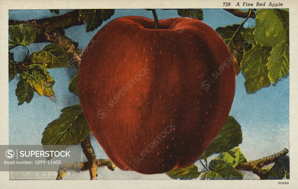 Postcard of a Fine Red Apple. ca. 1916, Postcard of a Fine Red Apple 