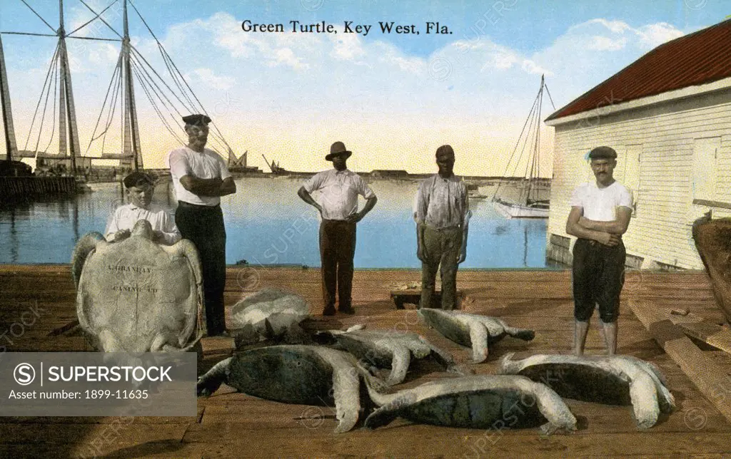 Postcard of Men with Green Turtles. ca. 1913, Green Turtle, Key West, Fla. 