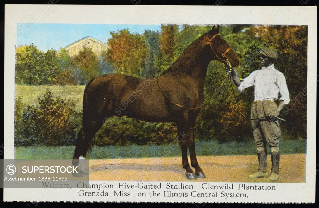 Postcard of Wildare, Champion Five-Gaited Stallion. ca. 1922, Wildare, a show stallion who is either a saddlebred or Tennessee walking horse, at home on the Glenwild Plantation in Mississippi. 