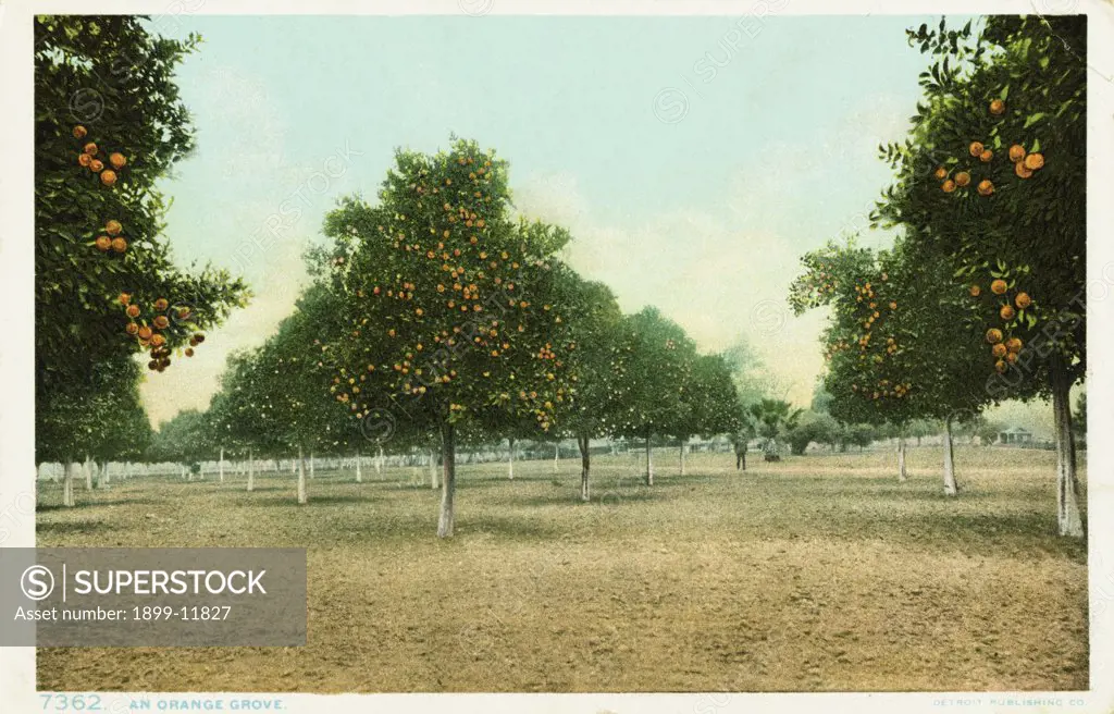 An Orange Grove Postcard. ca. 1903, An Orange Grove Postcard 