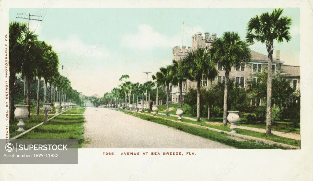 Avenue at Sea Breeze, Fla. Postcard. 1904, Avenue at Sea Breeze, Fla. Postcard 