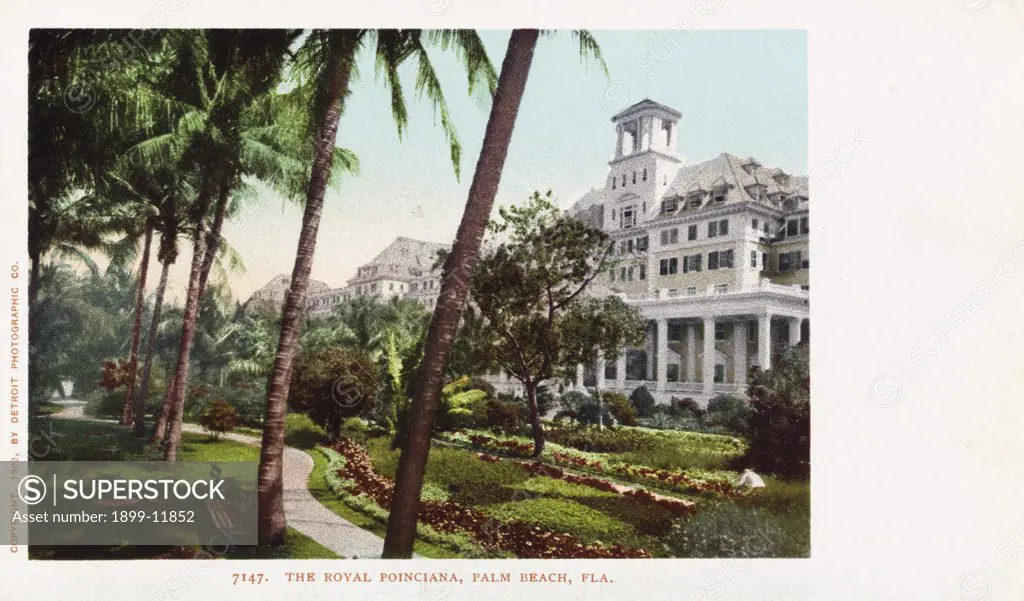 The Royal Poinciana Postcard. 1902, The Royal Poinciana Postcard 