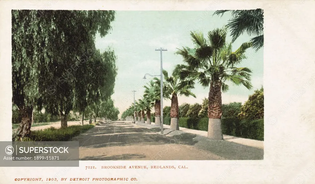 Brookside Avenue, Redlands, Cal. Postcard. 1903, Brookside Avenue, Redlands, Cal. Postcard 